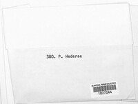 Hypoderma hederae image